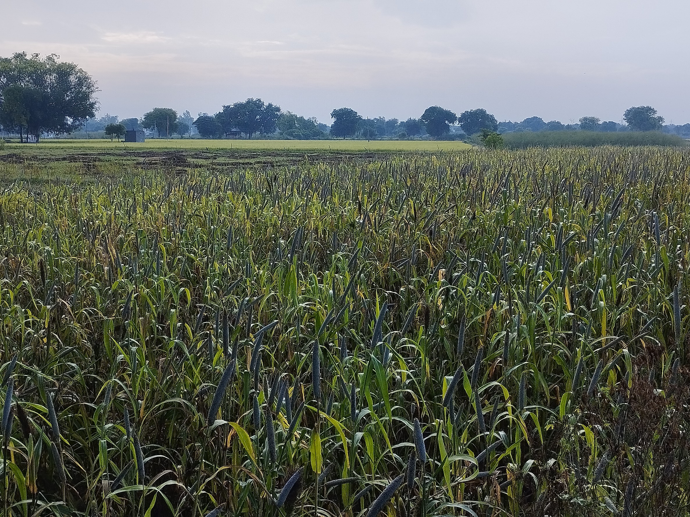 Farmers' crops are damaged due to rain