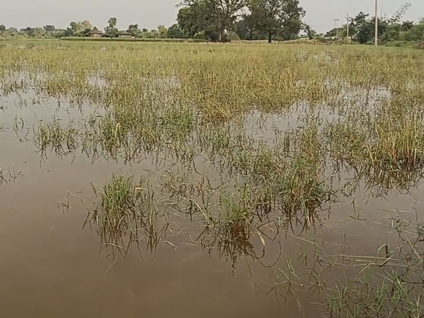 खेतों में पानी भरने से फसलें खराब हो गई।