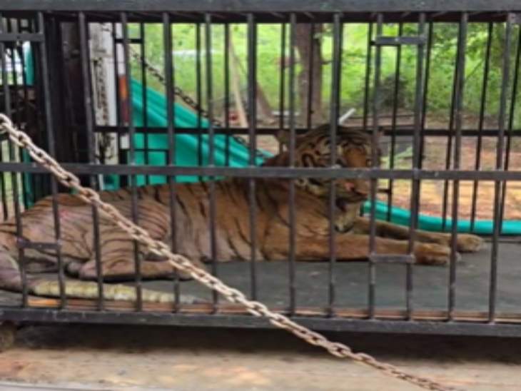 बाघिन बिजली को इन्फेक्शन की शिकायत है। हाल के दिनों में उसे खाने-पीने में दिक्कतें आ रही थीं।