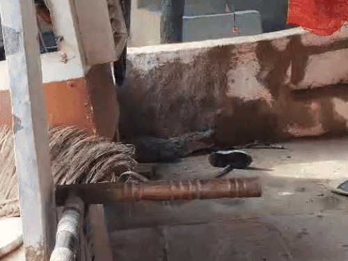 मकान के अंदर बरामदे में बैठा भारी भरकम मगरमच्छ