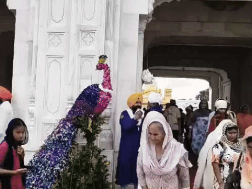 गोल्डन टेंपल में दर्शनी ड्योढ़ी पर फूलों से सुंदर मोर बनाए गए।