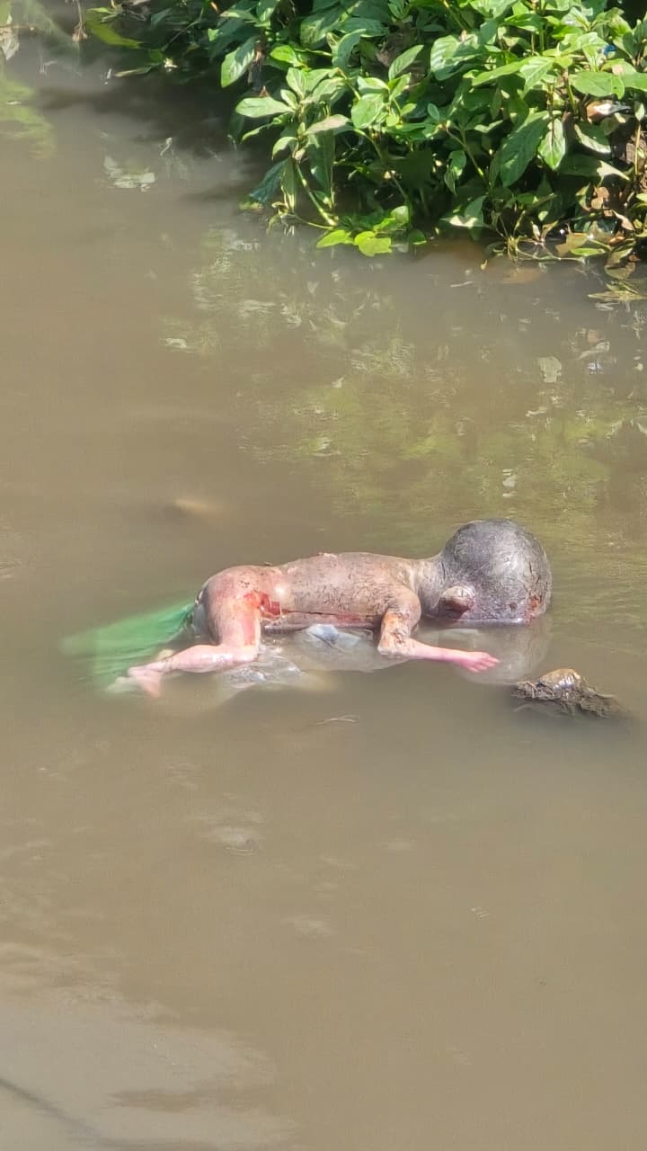 नाले में इस तरह मिला नवजात का शव।