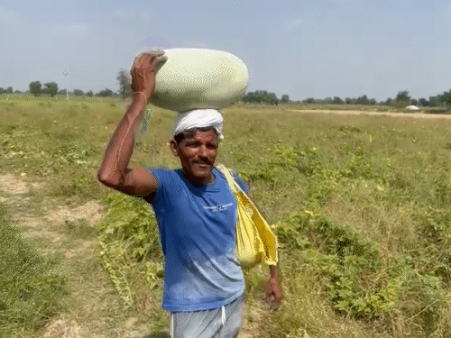 मंजीत सिंह के इस नवाचार से उन्हें काफी फायदा हुआ है। अब वे इस खेती को आगे बढ़ाने का प्लान भी कर रहे हैं।