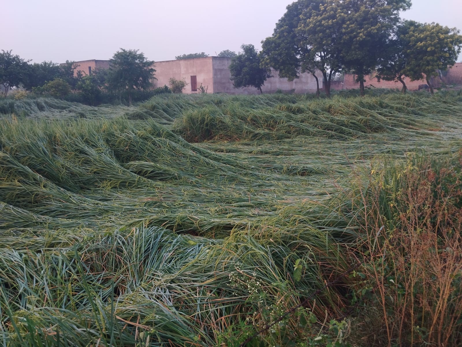 Thousands of acres of paddy crop damaged due to unseasonal rain