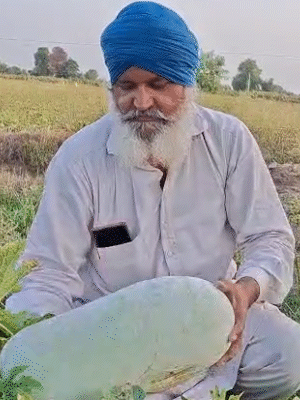 ये किसान मंजीत सिंह है। जिन्होंने तीन साल पहले सफेद पेठे की खेती शुरू की थी।