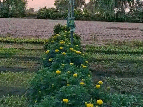 किसान ने अपने 2 बीघा खेत में गेंदे के फूलों की भी खेती कर रखी है।