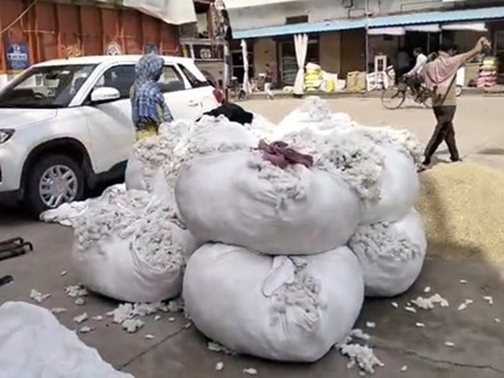 भिवानी अनाज मंडी में पहुंची कपास