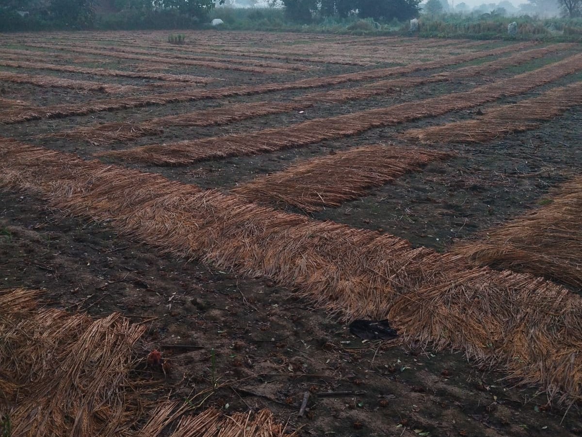 Thousands of acres of paddy crop damaged due to unseasonal rain