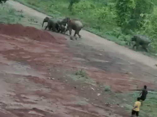 जंगल से लगे गांव के पास से गुजर रहे हाथियों के झुंड पर लोगों ने पत्थर फेंके।