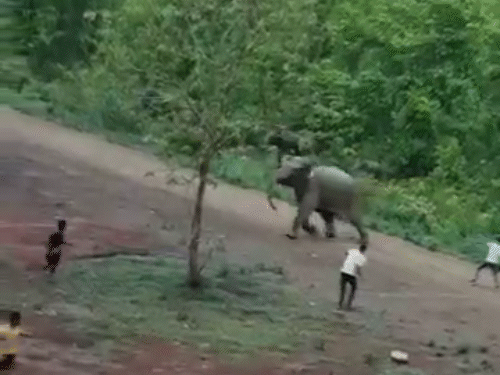 गुस्साए हाथियों ने पलटकर लोगों को दौड़ा दिया। वन विभाग ने अलर्ट जारी किया है।