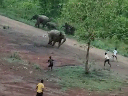 कोरबा में पथराव करने से गुस्साए हाथियों ने ग्रामिणों को दौड़ाया। - Dainik Bhaskar