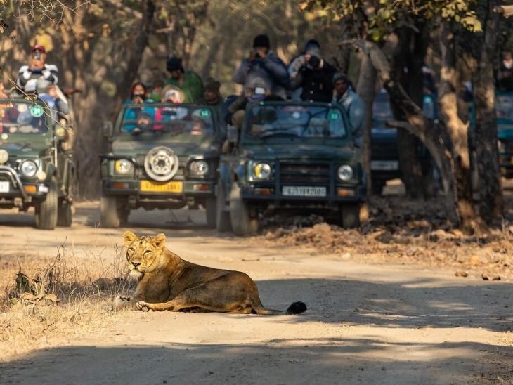 राष्ट्रपति द्रौपदी मुर्मू आज से 3 दिन तक गुजरात में:  गिर फॉरेस्ट की सफारी के बाद द्वारकाधीश की दोपहर की आरती में होंगी शामिल – Gujarat News