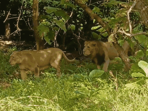 गिर फॉरेस्ट की सफारी करने जूनागढ़ पहुंची द्रौपदी मुर्मू:  3 दिन के गुजरात दौरे पर हैं प्रेसिडेंट, द्वारकाधीश की दोपहर की आरती में भी होंगी शामिल – Gujarat News