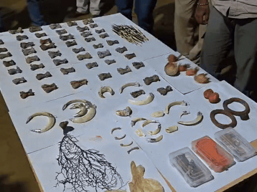 वन-विभाग को तस्कर ने स्टेशन पर बुलाया, 20 लाख का माल जब्त; हाईप्रोफाइल क्लाइंट को बेचता था