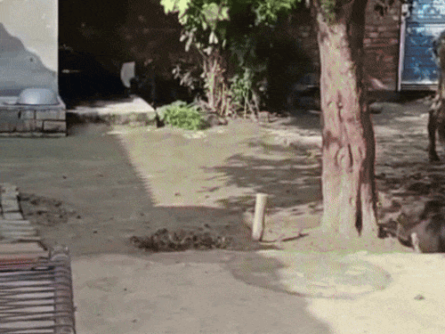 Buta Singh's house in Kaniyan Kalan village of Moga.