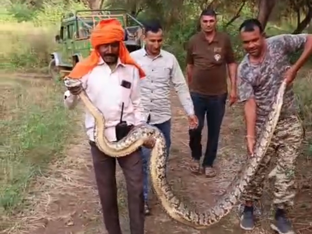 A 12-foot-long python was spotted in Kundal village, causing panic.