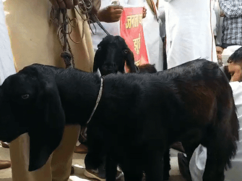 श्रीगंगानगर में एसपी ऑफिस के सामने धरना-प्रदर्शन में बकरियां भी लाई गईं। नारे लगे- बकरी लो पैसे दो।