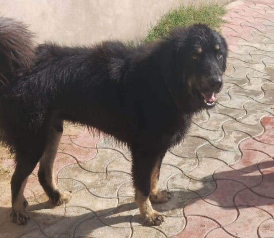 नारनौल में वकील का कुत्ता गुम, 31000 का इनाम रखा:  विदेशी गद्दी (पहाड़ी) नस्ल का है, पुलिस में एफआईआर भी कराई – Narnaul News