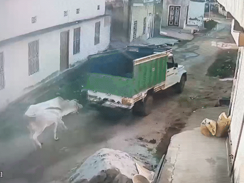 गाय खेत में घुसी तो नाराज खेत मालिक ने पिकअप के पीछे गाय को बांधकर घसीटा।