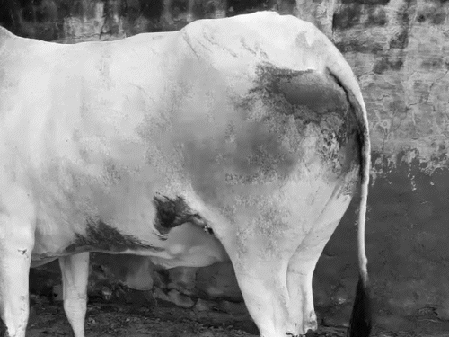 गांव के कच्चे रास्ते पर घसीटने के कारण गाय बुरी तरह से जख्मी हो गई।