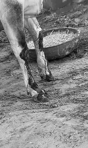 गाय के आगे के पैर जख्मी हो गए और खून बहने लगा।