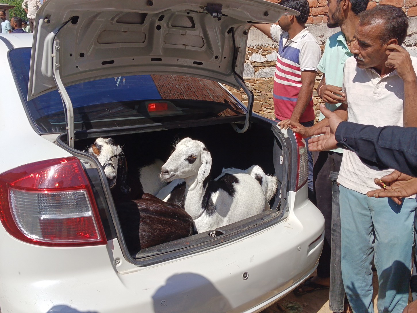 पुलिस ने कार से 6 बकरियां बरामद की।