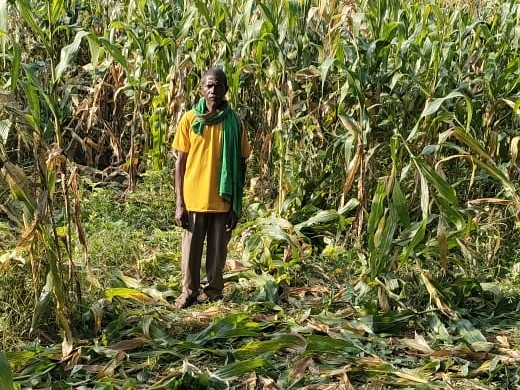 लातेहार में हाथियों ने वृद्ध को पटक कर मार डाला:  कटईटोला गांव में 5 एकड़ में खड़ी फसल किया बर्बाद, एक ग्रामीण का घर भी तोड़ा – latehar News