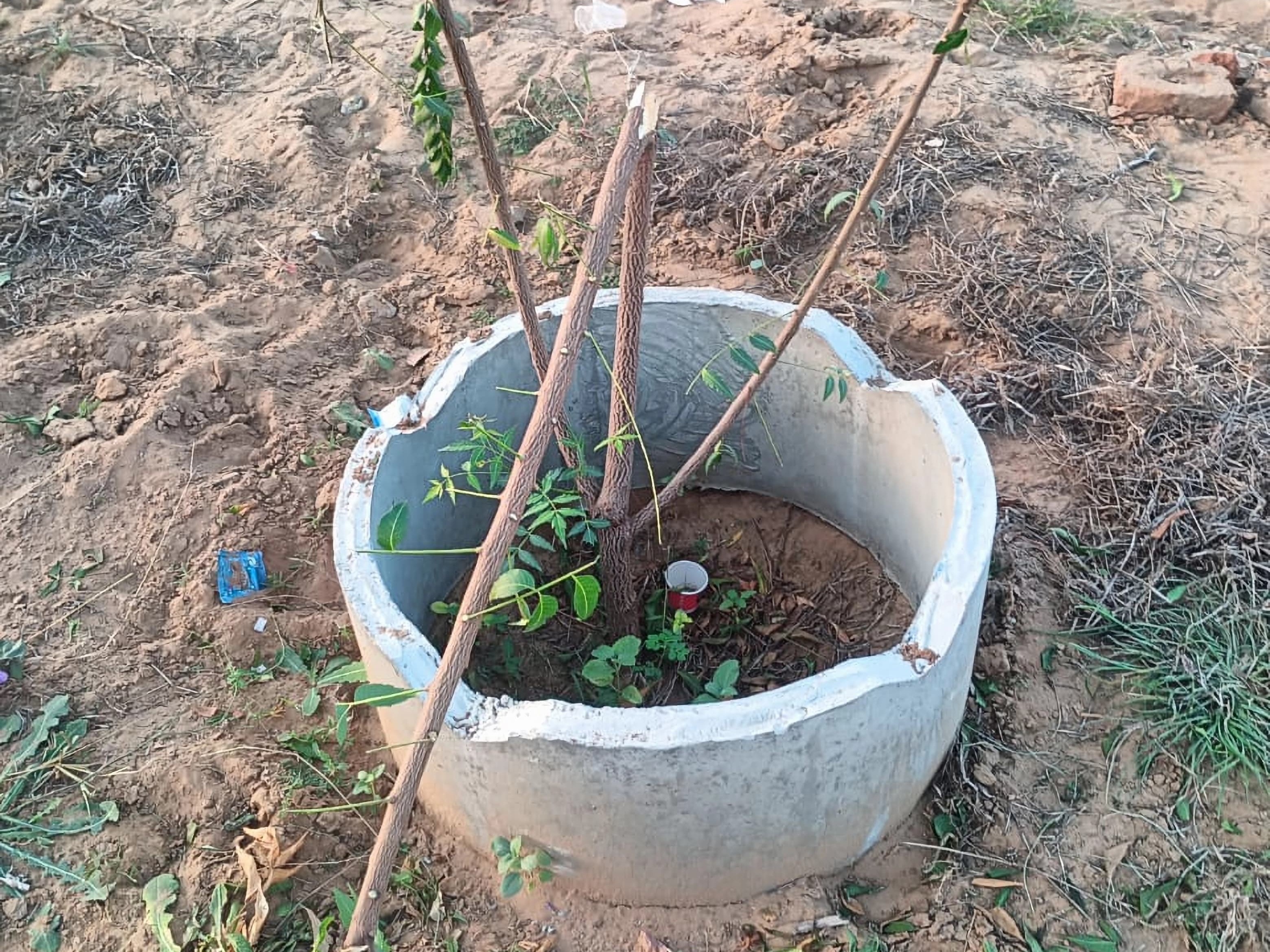 सभा के बाद क्षतिग्रस्त पौधे