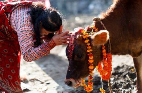 गाई तिहार पर गाय की पूजा की तैयारी।