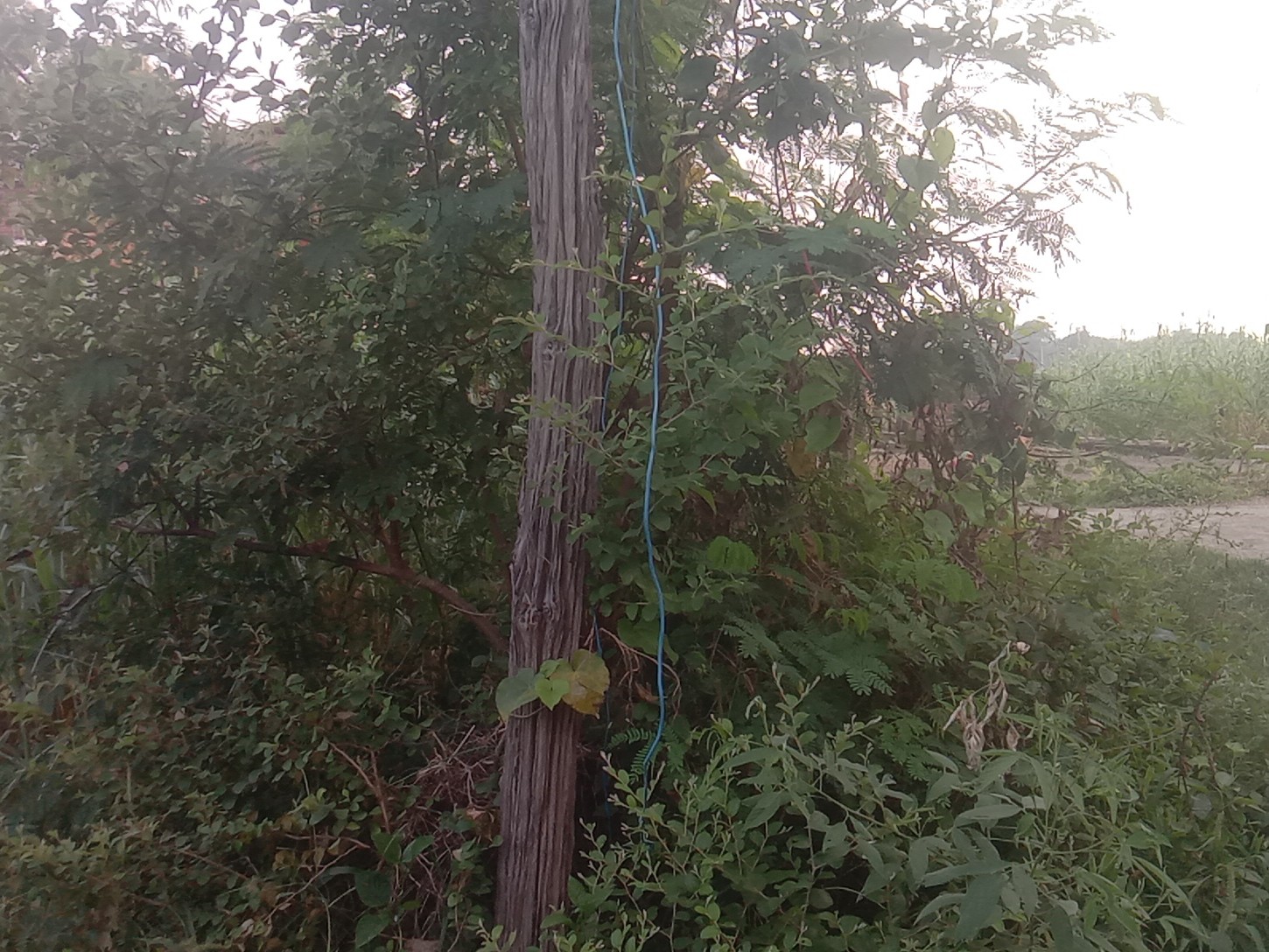 Dilapidated electric pole in Amilia Kalan