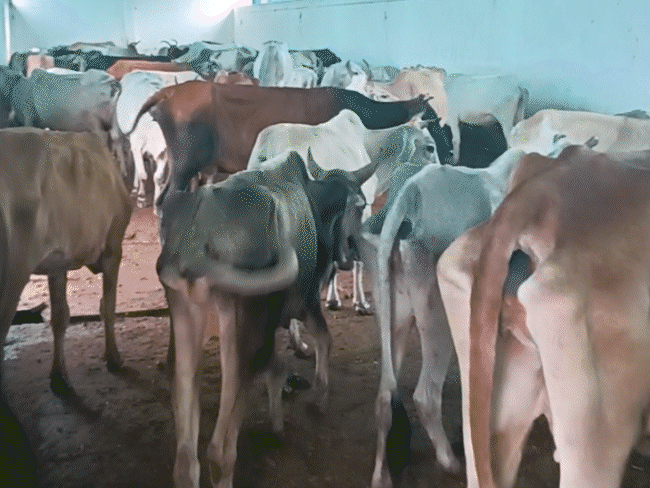 गोशाला के पास ही जानवरों की हडि्डयां जगह-जगह पड़ी हुईं हैं।