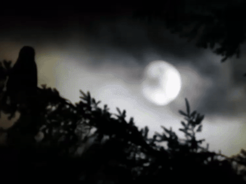 वन विभाग की टीम जंगलों में तस्करों पर नजर बनाए हुए है।