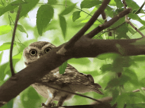 उत्तराखंड में पाए जाने वाला चित्तीदार उल्लू। - Dainik Bhaskar