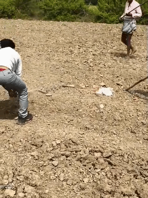 युवक ने 41 सेकेंड में 27 लाठी मारकर नागिन को मार डाला।