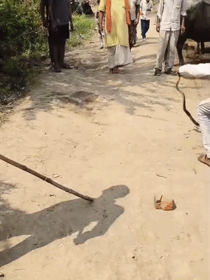 करीब दो घंटे की तलाश के बाद सांप को सपेरे ने पकड़ लिया।