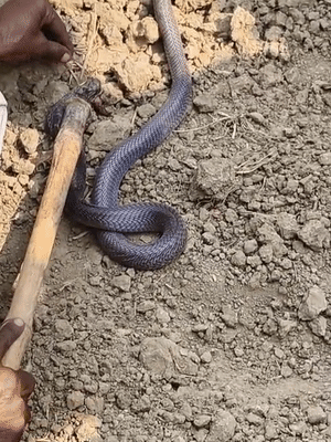 पकड़ने पर पता चला कि ये करीब ढाई फीट लंबी नागिन है।