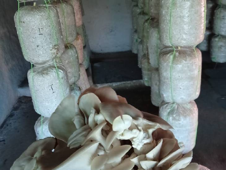 इस तरह कमरे में बैग के जरिए तैयार होता है मशरूम।