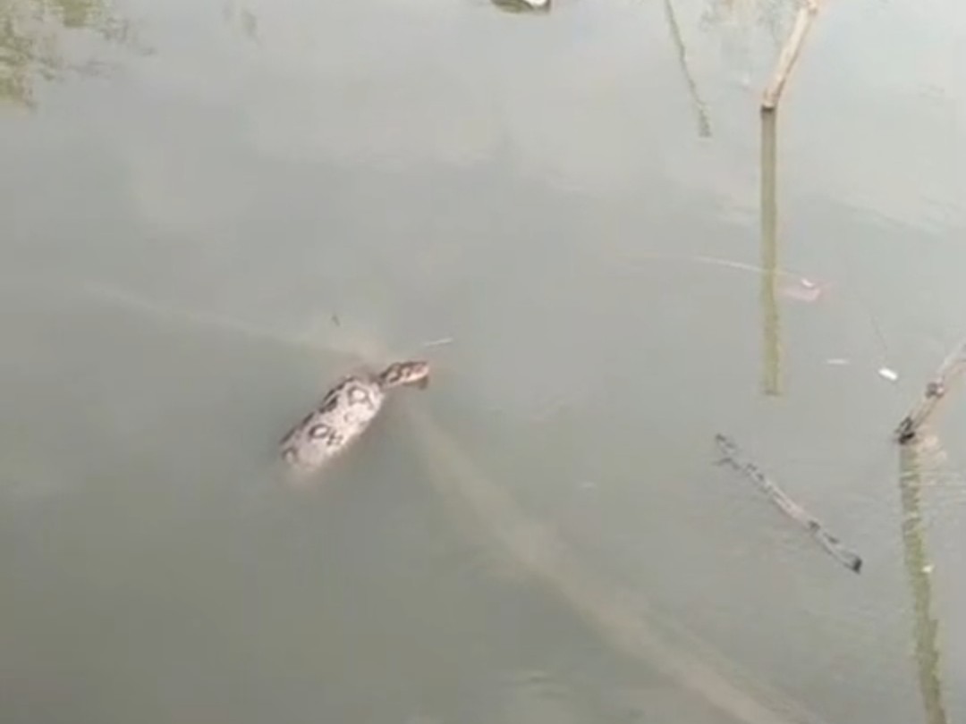 Giant python trapped in fishing net in Mariampur | मरियमपुर में ...