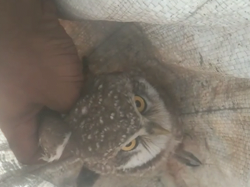 दैनिक भास्कर के हिडन कैमरे पर उल्लू तस्करी कैद हुई है। दीपावली के समय शिकारी इसके लिए मोटी रकम मांग रहे हैं।