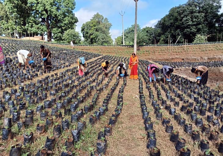 गेंदा का पौधा तैयार होने के बाद उसे प्लास्टिक बैग में डाला जाता है।