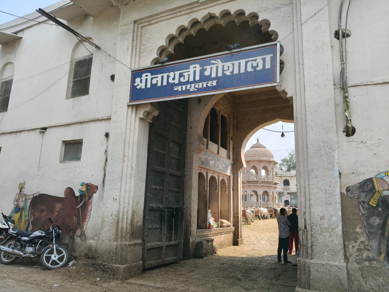 श्रीनाथजी मंदिर की नाथुवास स्थित प्रमुख गोशाला।