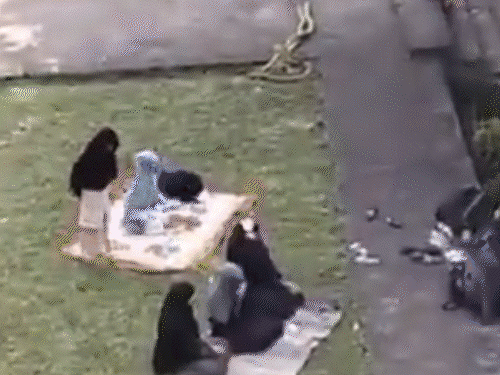 पुणे के शनिवारवाड़ा में महिलाओं के नमाज अदा करने का वीडियो वायरल हुआ था। रविवार को हिंदू संगठन के मेंबर्स ने वहां ‘शुद्धिकरण’ किया था। - Dainik Bhaskar