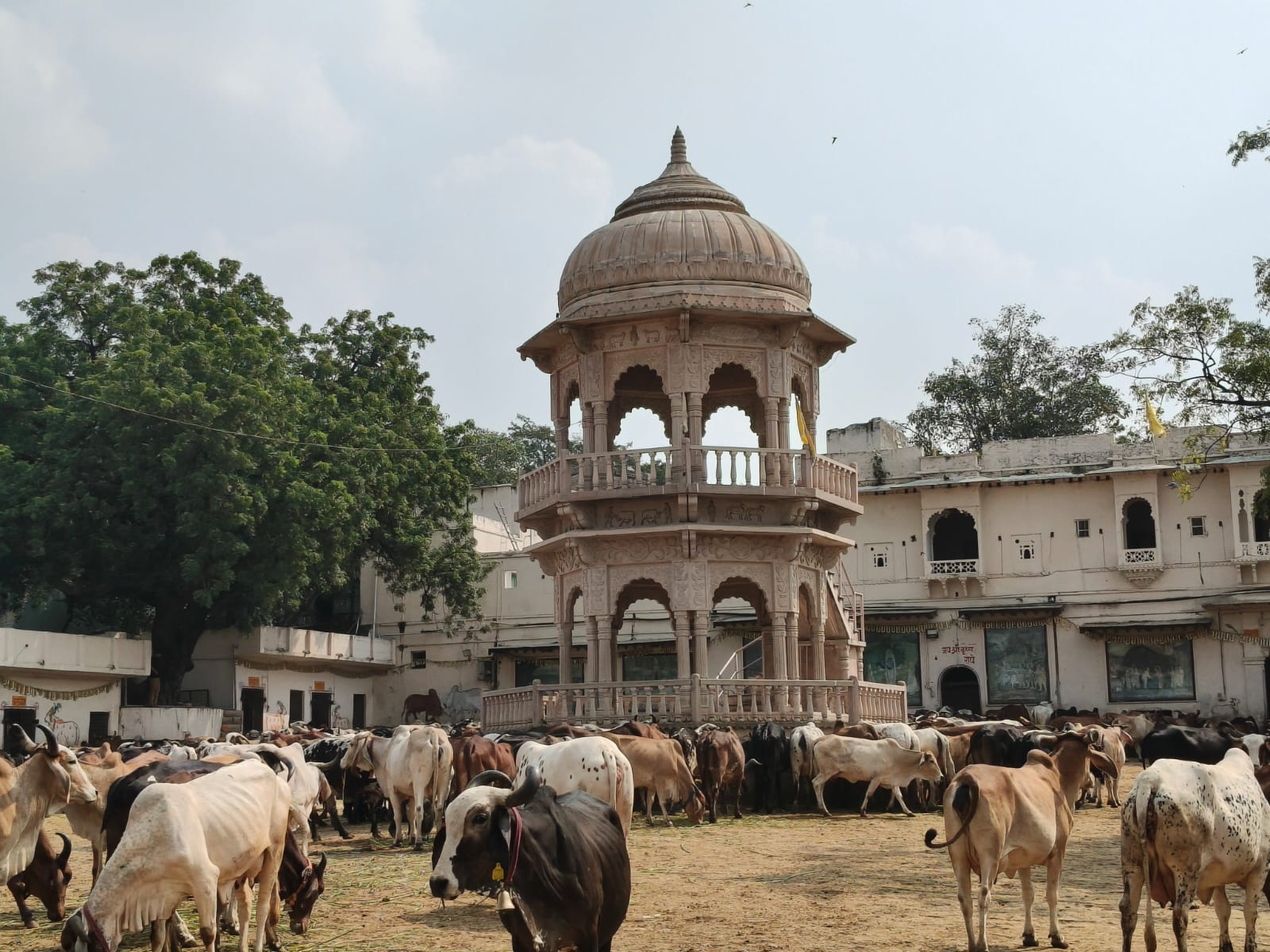 श्रीनाथजी मंदिर की गोशाला में करीब 2500 गायें, जिसमें तिलकायत गाय सहित करीब 200 गाए श्रीनाथजी मंदिर जाएंगी।