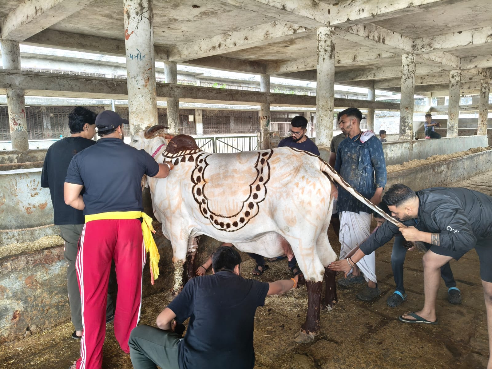 गोशाला के ग्वाल बाल गायों को मेहंदी लगाकर श्रृंगार करते हुए।