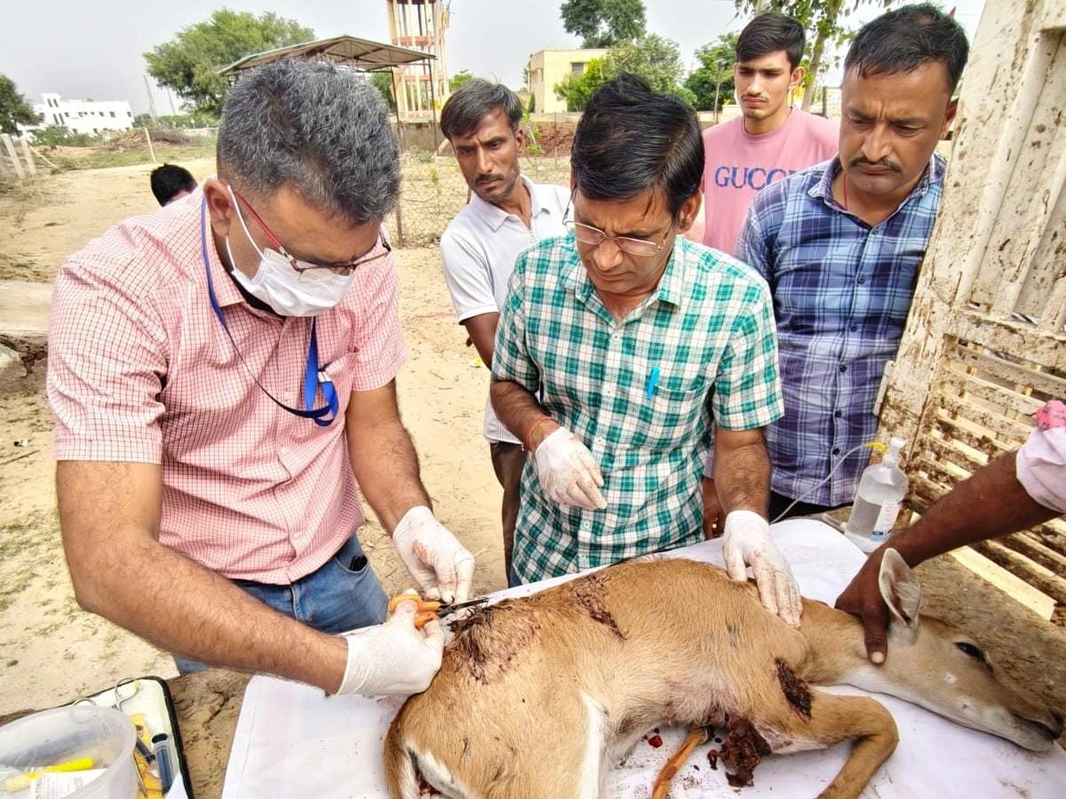 Napasar Successful operation of injured Nilgai calf in Napasar