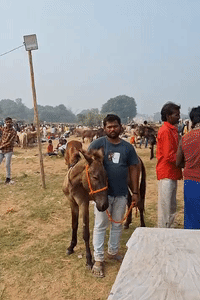 नेपाल और अफगानिस्तान से व्यापारी गधों को खरीदने के लिए पहुंचे हैं।