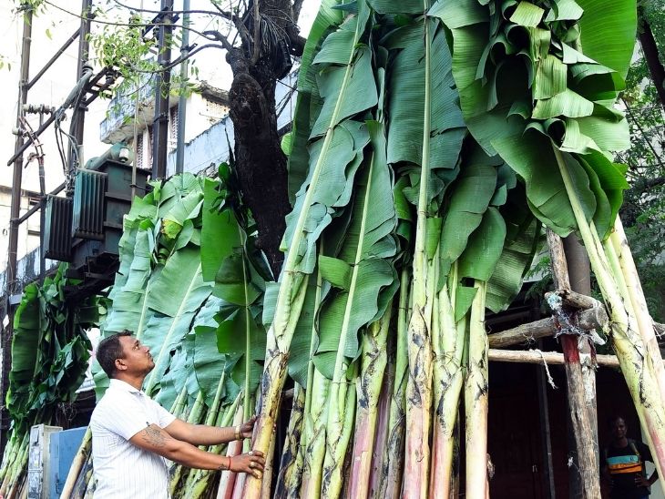 नागपुर में नेताजी फ्लावर मार्केट में पूजा के लिए केले के पत्ते खरीदता शख्स।