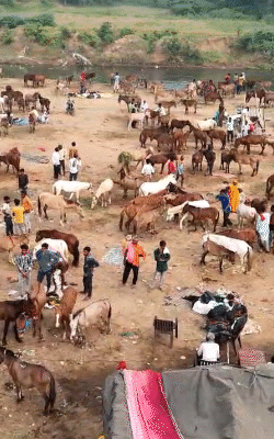 व्यापारी गधों की नस्ल, ताकत और चाल देखकर बोली लगाते हैं।