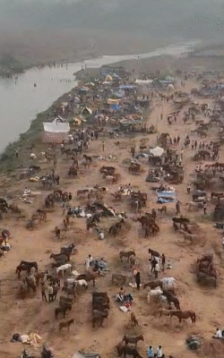 हर साल की तरह इस बार भी फिल्मी नामों वाले गधे आकर्षण का केंद्र हैं।