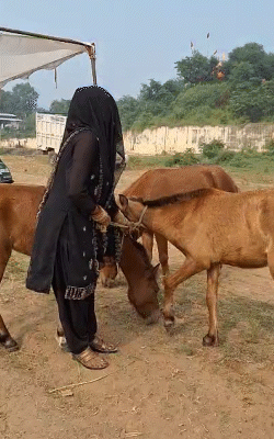 महिला व्यापारी भी घूंघट डालकर मेले में पहुंची हैं। एक महिला व्यापारी ने 15 जानवर खरीदे हैं।